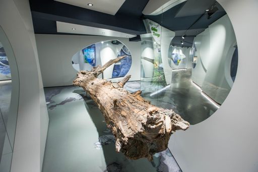 Vorschau Bild von Eröffnung der Ausstellung „Gletscher.Leben“ auf der
Kaiser-Franz-Josefs-Höhe, Großglockner Hochalpenstraße. Im
Mittelpunkt der Ausstellung steht der "Gletscherbaum", eine über
6.000 Jahre alte Zirbe.