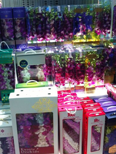 Urlaubssouvenir exotische Orchideen: Die Einfuhr nach Österreich
ohne Pflanzengesundheitszeugnis ist nicht gestattet