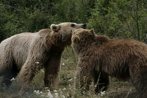  Gijna und Pashuk beschnuppern sich neugierig im von
VIER PFOTEN geführten BÄRENWALD Prishtina