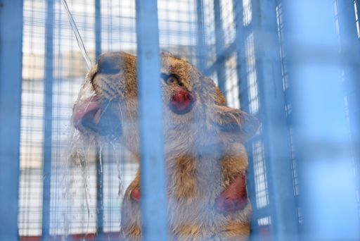 VIER PFOTEN versorgte die Tiere mit Wasser und
Nahrung.