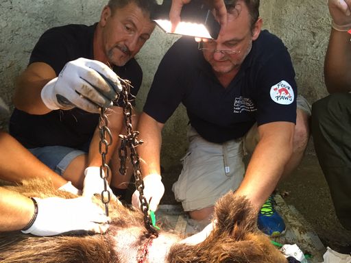  Dr. Frank Göritz (rechts) bei einem Rettungseinsatz
in Albanien: In einer einstündigen Operation schnitt er dem Bären
Pashuk eine in den Hals eingewachsene Kette heraus. Der Bär ist
mittlerweile im VIER PFOTEN Bärenwald in Prishtina/Kosovo.