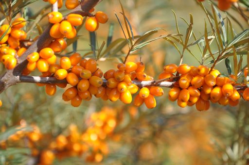 Vorschau Bild von Herausforderung beim Ernten: Beeren und Dornen