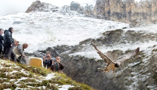  Bartgeier "Lea" wird im Nationalpark Hohe Tauern in
Kals am Großglockner wieder in die Freiheit entlassen.
