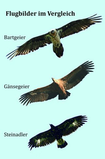 Flugbilder von Greifvögeln im Vergleich.