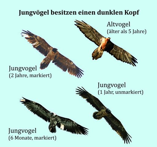 Vorschau Bild von Bartgeier Altersklassen. Anhand der Färbung der
Vögel kann das Alter bestimmt werden. Weiters helfen die gebleichten
Federn zur Identifizierung, ob es sich um einen frei gelassenen
Vogel handelt.