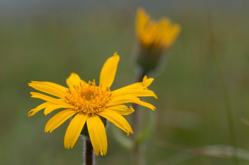 Arnika (Arnica montana)