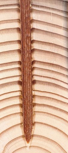 Vorschau Bild von BECK LignoLoc® verbindet sich stoffschlüssig mit
dem Umgebungsholz.