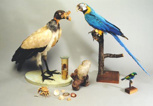 Aufsammlung von Johann Natterer aus Brasilien