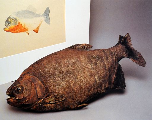 Vorschau Bild von Sägesalmler, Aquarell und Stopfpräparat von Johann
Natterer