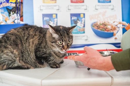 Vorschau Bild von Katze Mimi probiert das neue Soßen-Konzept FELIX
Fun Sauces
