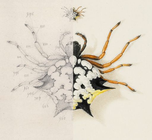 Austracantha minax (Christmas spider), 1805, field
drawing / watercolour, Ferdinand Bauer. Naturhistorisches Museum
Wien / Natural History Museum, London