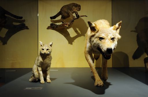  Wolfspräparat in der NHM Wien Sonderausstellung
"Hund & Katz"