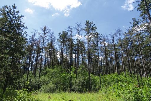 Vorschau Bild von Kieferbestand - Niederösterreich Süd