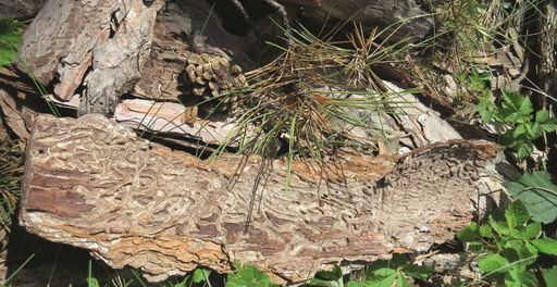 Vorschau Bild von Erkennung des Schadens - befallene Kiefern