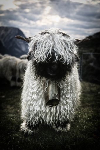 Vorschau Bild von Siegerbild beim PR-Bild-Award in der Kategorie
„Social Media-Foto“: "Berta, das Schwarznasenschaf"