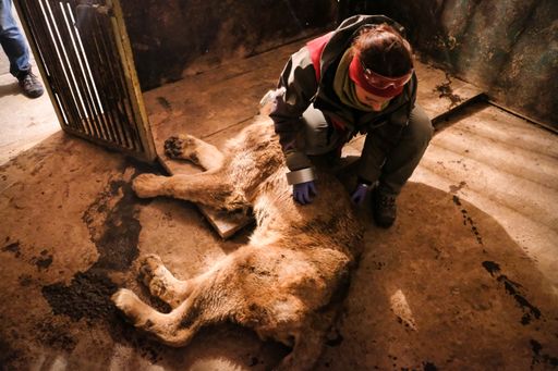 VIER PFOTEN Tierärztin Dr. Johanna Painer bei der
Behandlung eines Löwen im Zoo
