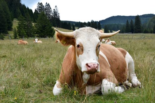  Die sehr entspannten ALMO-Ochsen sind auch gute
Landwirtschaftsgärtner