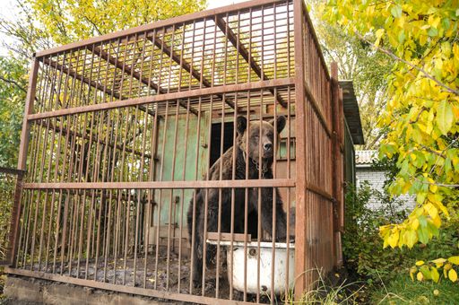  Bärin Mashutka in ihrem engen Käfig vor ihrer
Rettung durch VIER PFOTEN