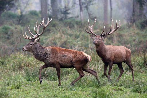 Vorschau Bild von (c) Dieter Nagl für amici venanti - Szenen aus dem
Revier - junge Rothirsche