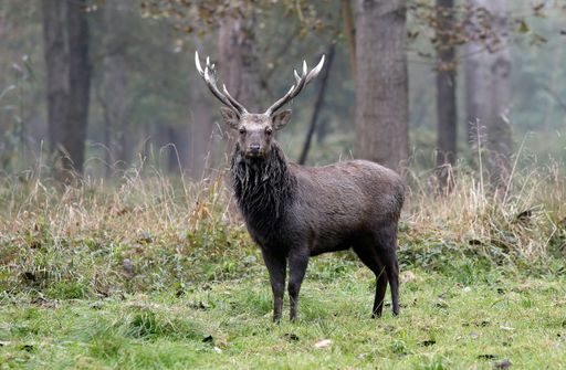 Vorschau Bild von (c) Dieter Nagl für amici venanti - Szenen aus dem
Revier - Sikahirsch