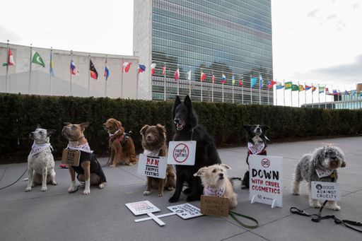 Hunde protestieren vor dem UN-Hauptquartier gegen
Tierversuche zu kosmetischen Zwecken. Der Protest unterstützt die
Kampagne Forever Against Animal Testing von The Body Shop und
Cruelty Free International mit dem Ziel, ein internationales Verbot
von Tierversuchen zu kosmetischen Zwecken zu erwirken. Weiterer Text
über ots und www.presseportal.de/nr/57334 / Die Verwendung dieses
Bildes ist für redaktionelle Zwecke honorarfrei. Veröffentlichung
bitte unter Quellenangabe: "obs/The Body Shop/Andrew Kelly / AP
Images"
