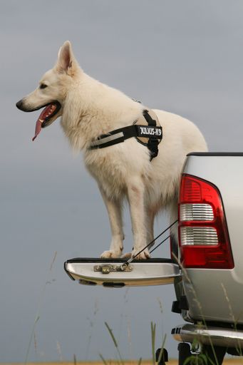  Der Hundetransport im Auto ist eine Gefahrenquelle.