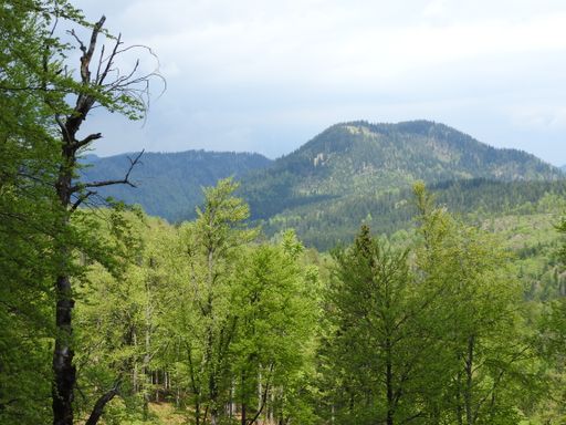 Vorschau Bild von 5.412 ha Forstgut der Familie Rothschild wurde
exklusiv durch Bischof Immobilien verkauft!