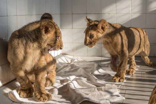Die beiden Löwenkinder konnten von VIER PFOTEN
gerettet werden
