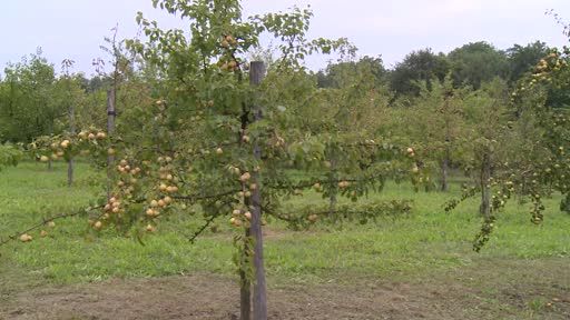 Auch im Jahr 2018 veranstalten die Leader-Regionen
Moststraße, Eisenstraße, Mostviertel Mitte, Kamptal, Südliches
Waldviertel Nibelungengau und der Verein Genussregion Waldviertler
Kriecherl insgesamt 17 Obstbaumschnittkurse (12 Winter- und 5
Sommerschnittkurse) 4 Baumveredelungskurse sowie zur Vertiefung
zusätzlich 3 Praxistage. Diese Fortbildungsmöglichkeiten sind als
Teil des Kulturlandschaftsprojektes der Moststraße zu sehen, bei dem
es um die Erhaltung und Verbesserung der Qualität der Mostviertler
Streuobstwiesen geht.