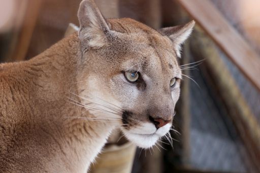  Missoula, das neue Pumaweibchen in der Tierwelt
Herberstein