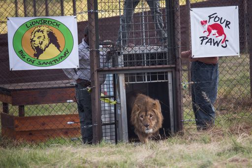  Löwe Saeed wird aus der Transportbox in sein neues
Zuhause im VIER PFOTEN Großkatzenreservat LIONSROCK entlassen.