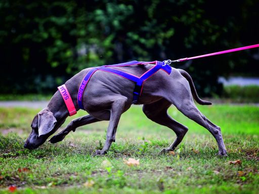 Weimaraner Salia auf dem Trail