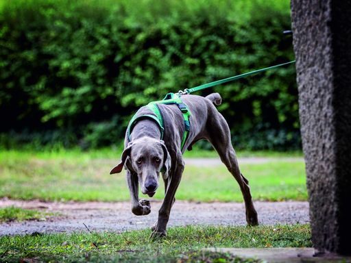 Vorschau Bild von Weimaraner Holmes am Trail