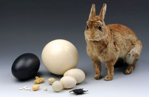 Osterferien-Programm im NHM Wien