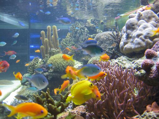 Vorschau Bild von Bildungsinitiative mit dem Verein „Tierschutz macht Schule“ für
verantwortungsvolle Tierhaltung