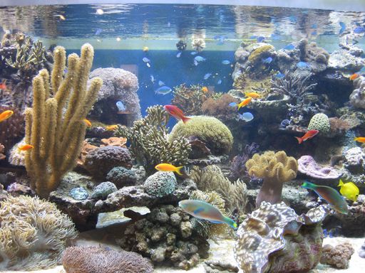 Vorschau Bild von Bildungsinitiative mit dem Verein „Tierschutz macht Schule“ für
verantwortungsvolle Tierhaltung