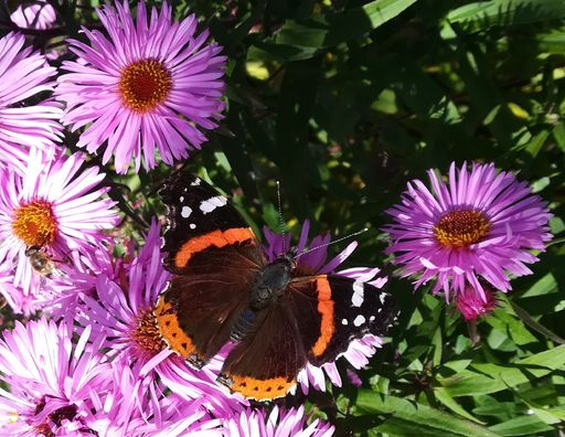 Meist gesichteter Schmetterling 2017: der Admiral,
von User Daniel Pabinger in Ap "Schmetterlinge Öterreichs"