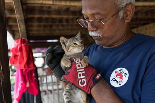Die VIER PFOTEN Mitarbeiter impfen Hunde und Katzen
in Myanmar gegen Tollwut