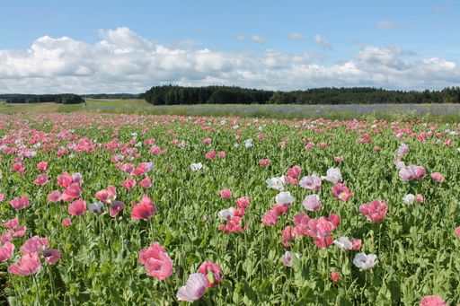  Der immergrüne, beseligende Wald sowie blühende
Fluren sind die Zierde des Waldviertels.