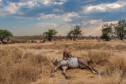 Vorschau Bild von Zwei erfahrene Löwenweibchen haben ein erwachsenes
Giraffenmännchen gerissen.
