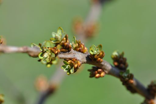  Frühlingsbeginn in den SANDICCA-Sanddorngärten