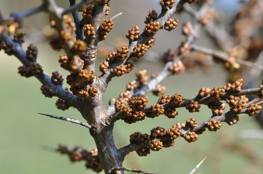 Vorschau Bild von Frühlingsbeginn in den SANDICCA-Sanddorngärten