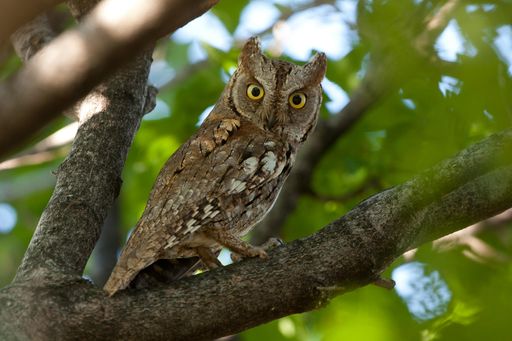 Zwergohreule © Otto Samwald/BirdLife Österreich