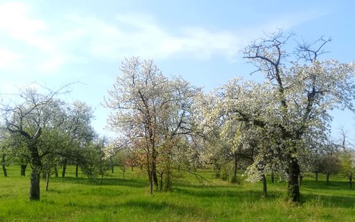 Vorschau Bild von Streuobstwiese im Stoober BIri, Burgenland