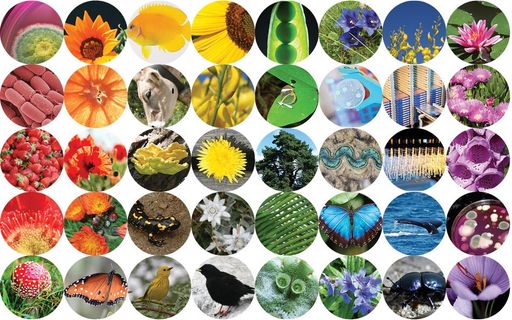 Der Internationale Tag der Artenvielfalt