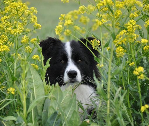  Border Collie im Frühling