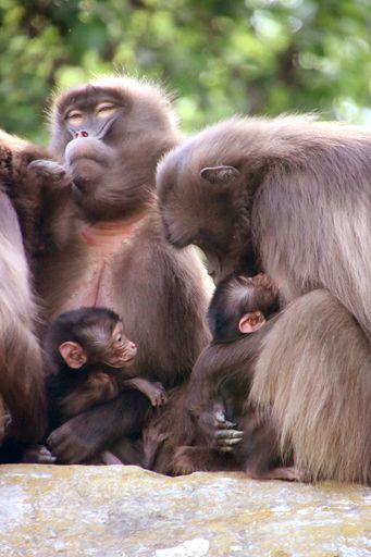 Dschelada Mamas Makini und Yuna mit Babys
