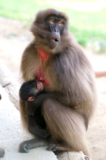 Vorschau Bild von Dschelada Mama mit ihrem Baby