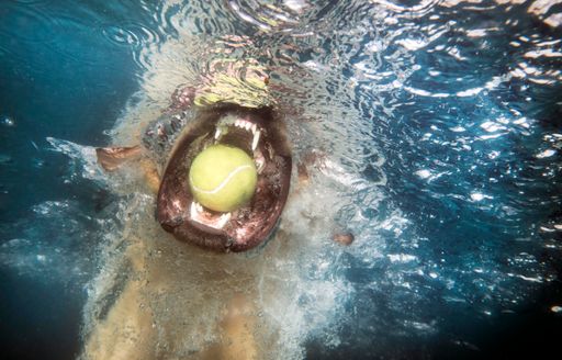 PRO Plan DogDiving