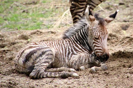  Das Herbersteiner Zebrafohlen hört auf den Namen
Bahati